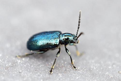 Réf. 361 669 : Oulema sp.